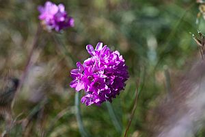 Jakieś inne kwiatki